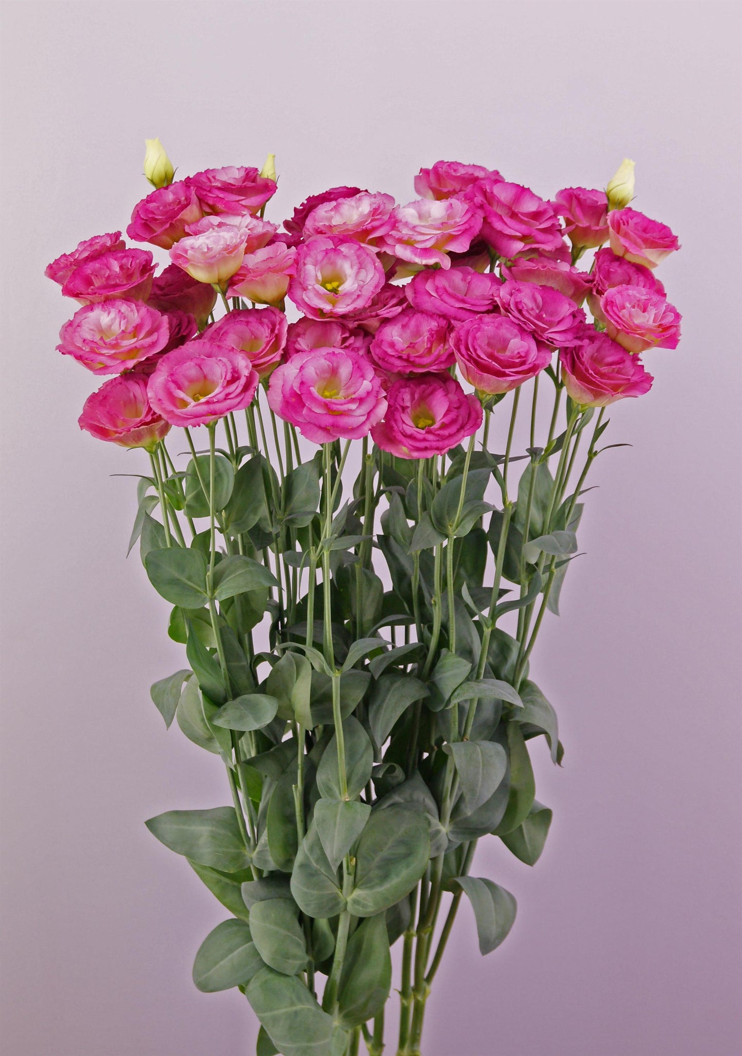 Arosa 3 Wine Flash Lisianthus Seeds – 25 Pelleted Cut Flower Seeds