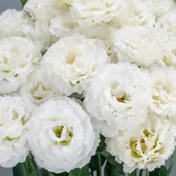 25 Pelleted Lisianthus Seeds Celeb 3 Crystal Double Cut Flower Seeds
