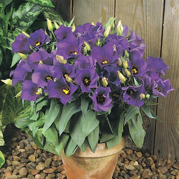 Florida Blue Lisianthus Seeds 50 Pelleted | Heat-Tolerant Garden Lisianthus