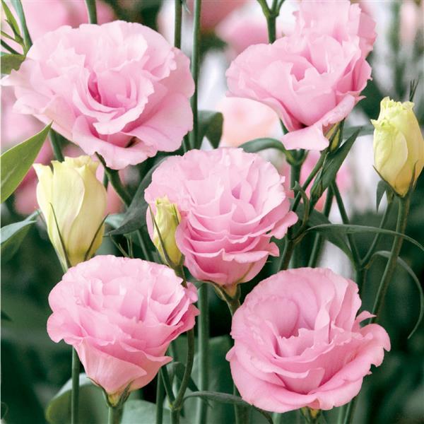 Lisianthus Seeds Advantage Pink 25 Pelleted Seeds Flower Seeds ...