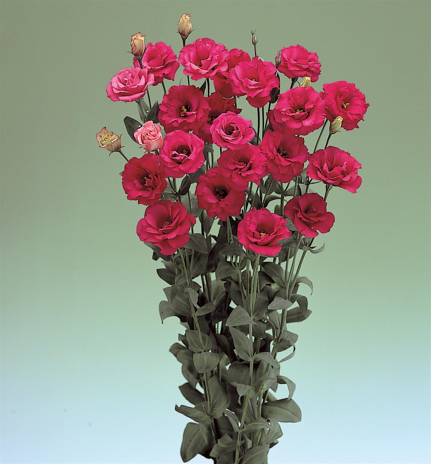 Lisianthus Seeds Arena Red 25 Pelleted Seeds Cut Flower Seeds