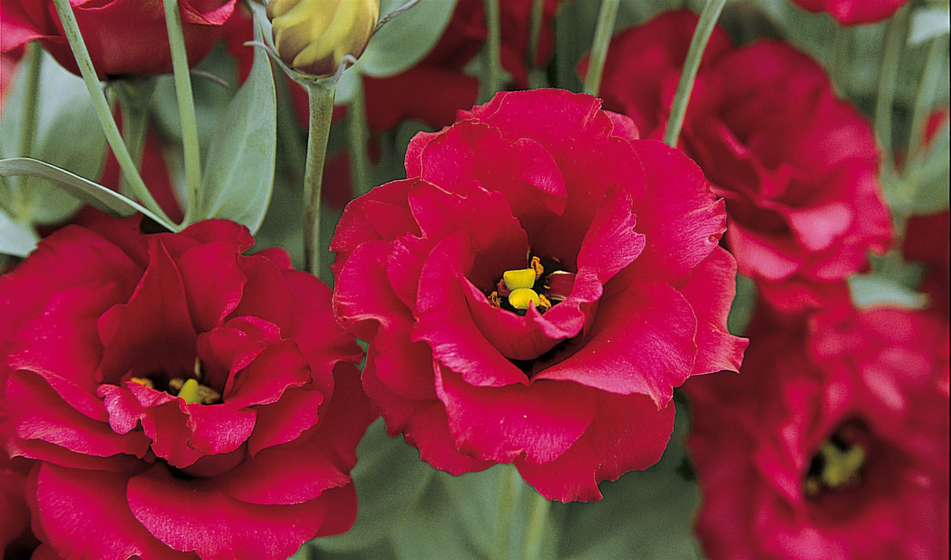 lisianthus flower seed Lisianthus Seeds Arena Red 25 Pelleted Seeds Cut Flower Seeds