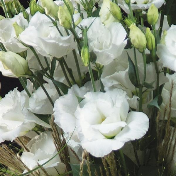 Cut Flower Seeds Lisianthus Seeds Arena 3 Mont Blanc 25 Pelleted Seeds