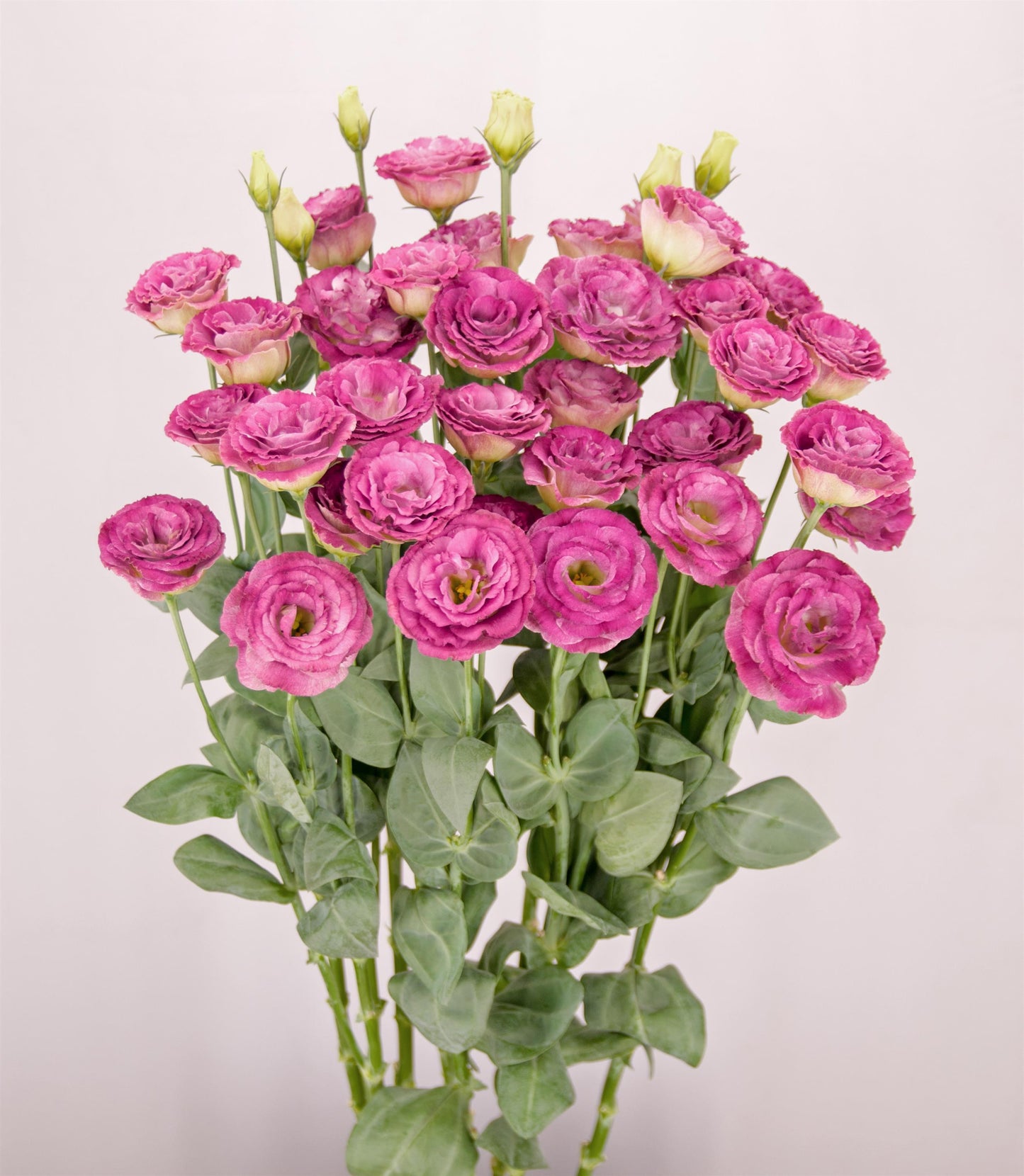 Arosa 3 Wine Flash Lisianthus Seeds – 25 Pelleted Cut Flower Seeds