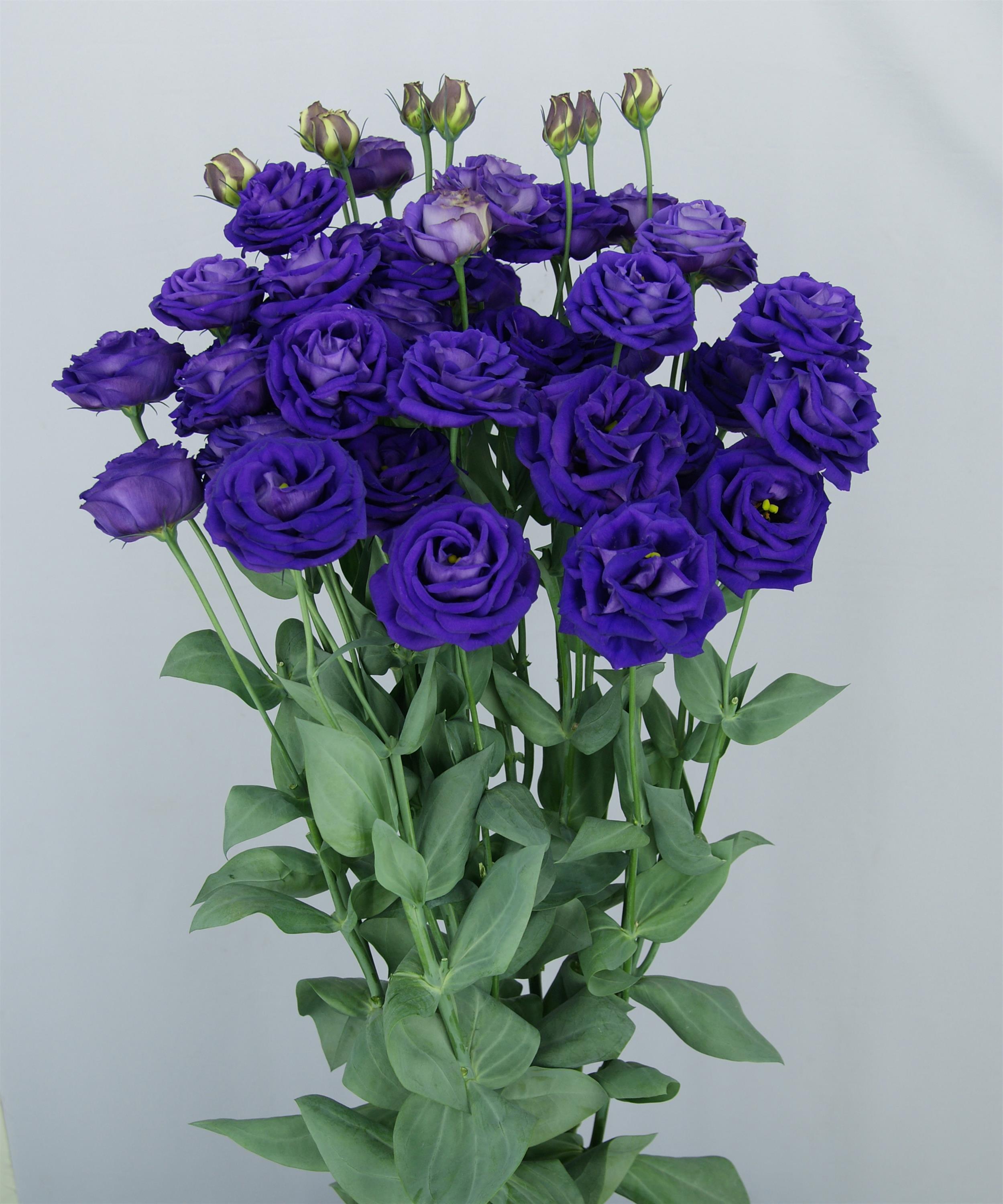 Lisianthus Seeds Lisianthus Arosa Blue 25 Cut Flower Seeds