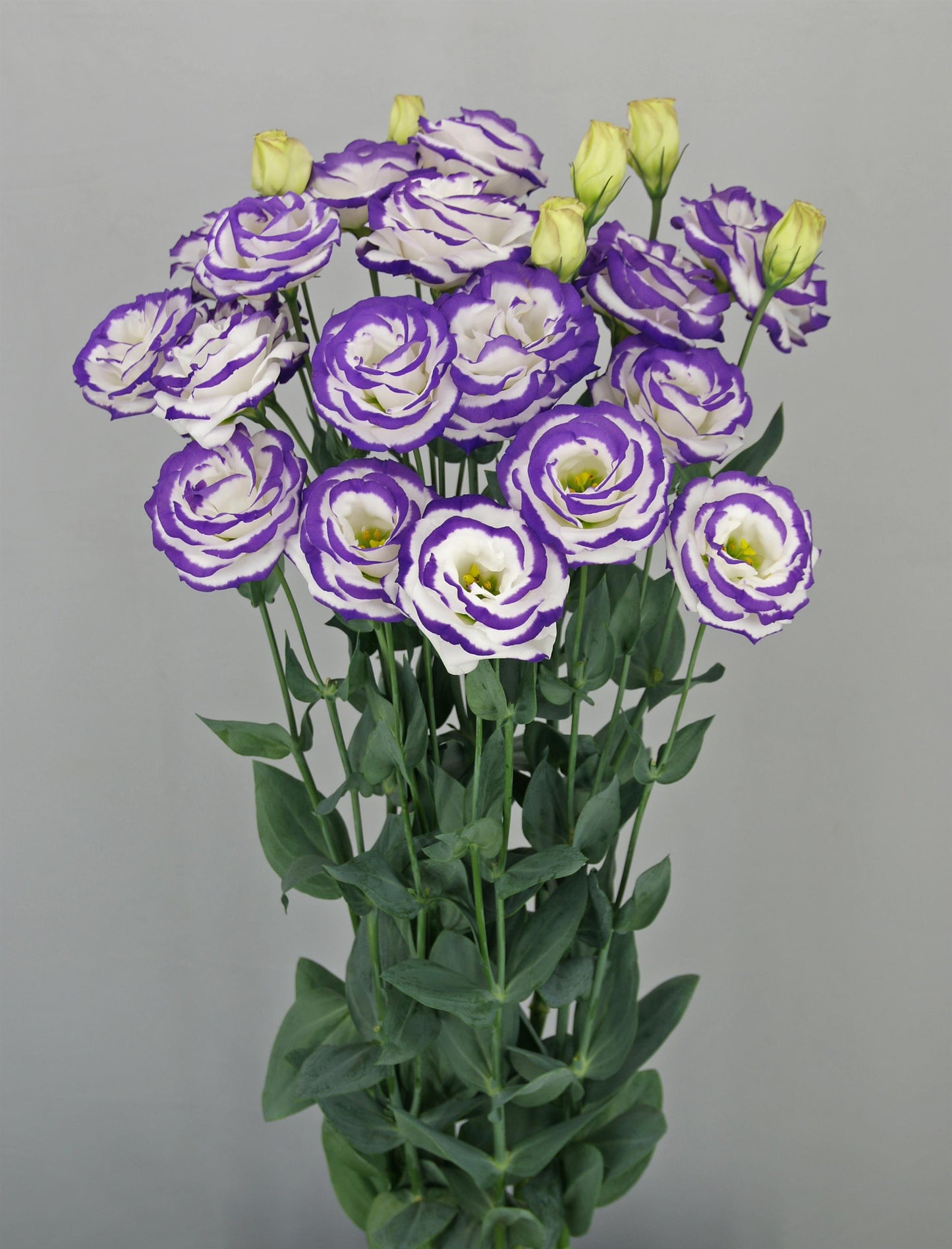 Cut Flower Seeds Lisianthus Seeds Arosa Blue Picotee 25 Pelleted Seeds