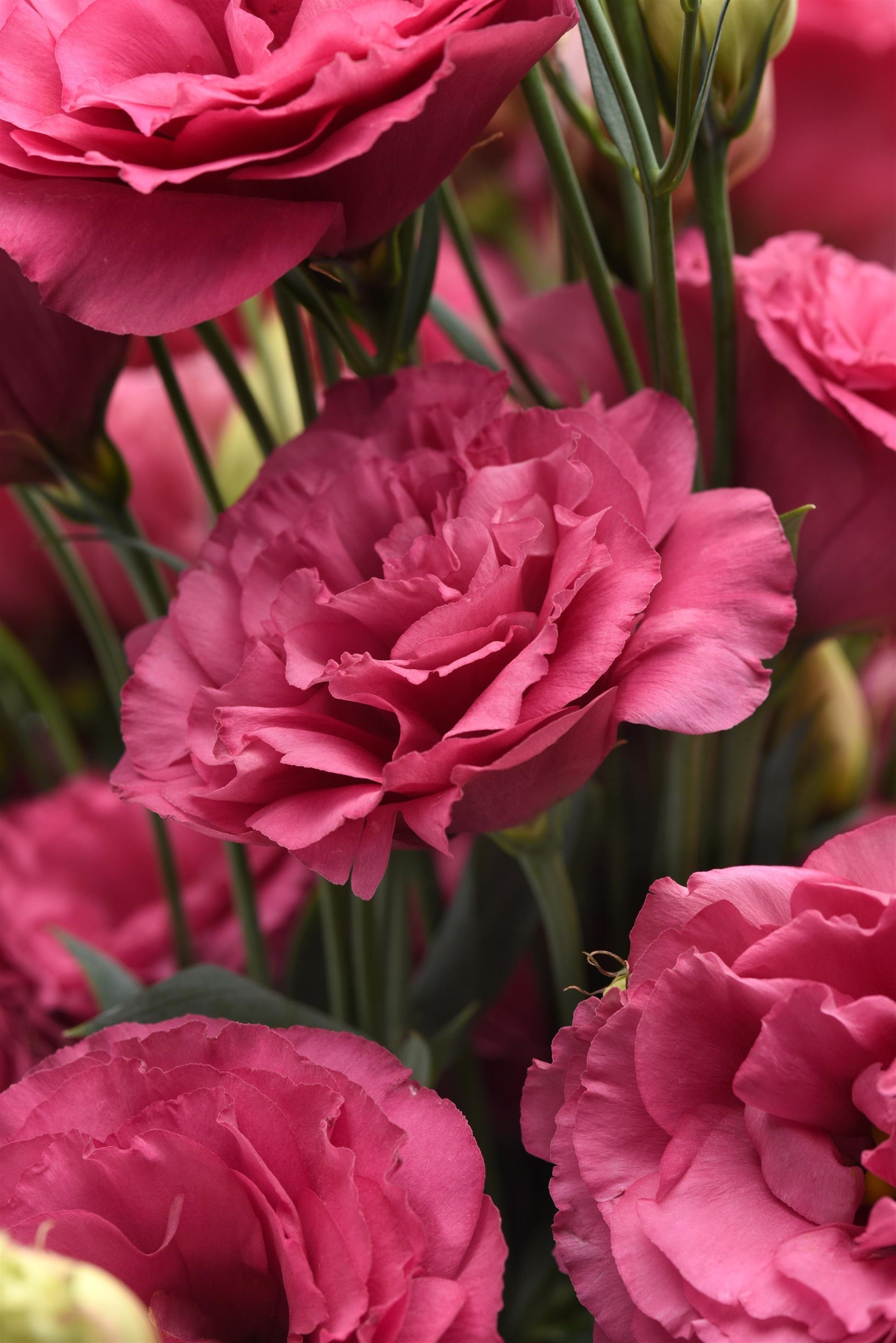 25 Pelleted Lisianthus Seeds Lisianthus Can Can Carmine Rose