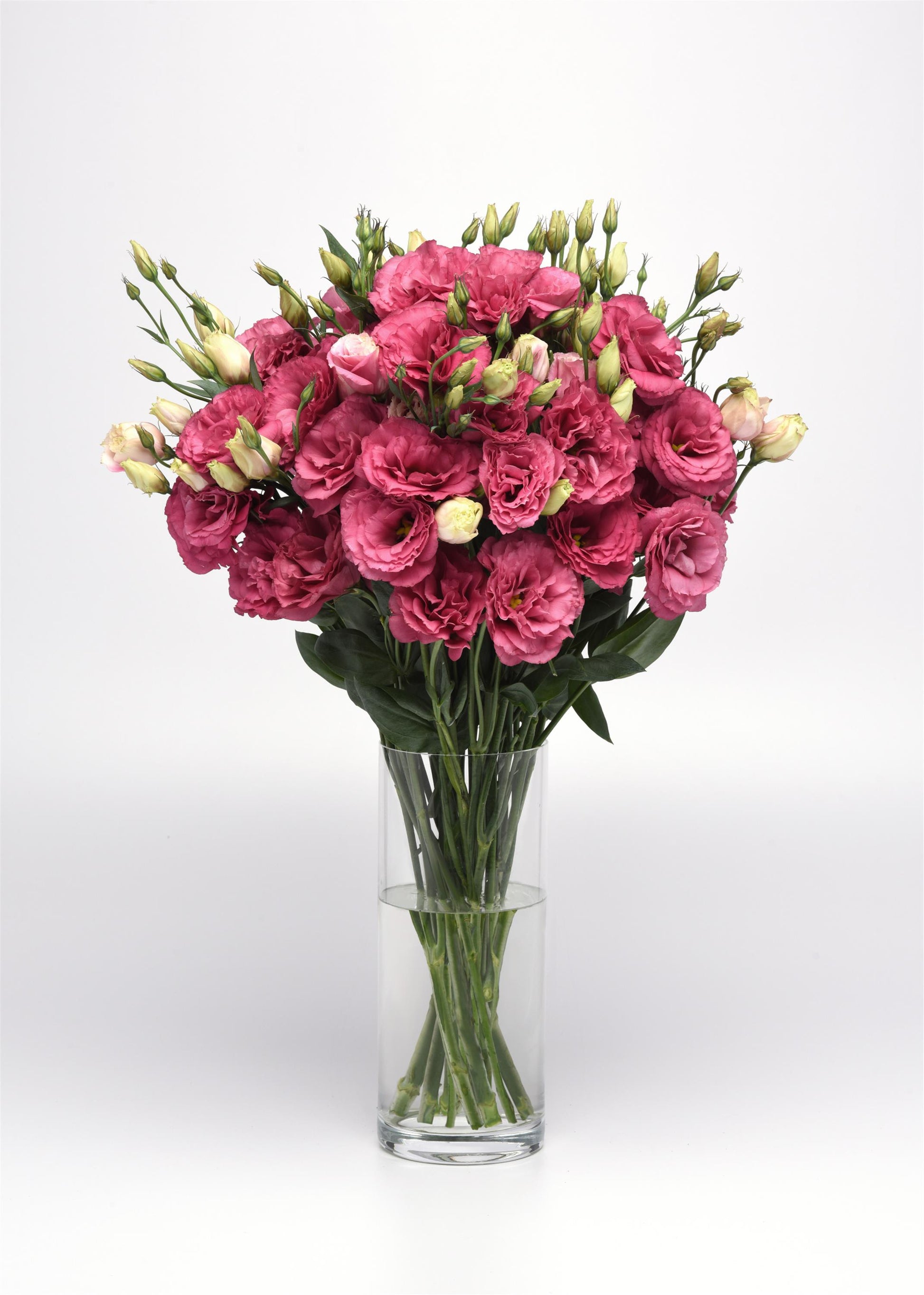 25 Pelleted Lisianthus Seeds Lisianthus Can Can Carmine Rose