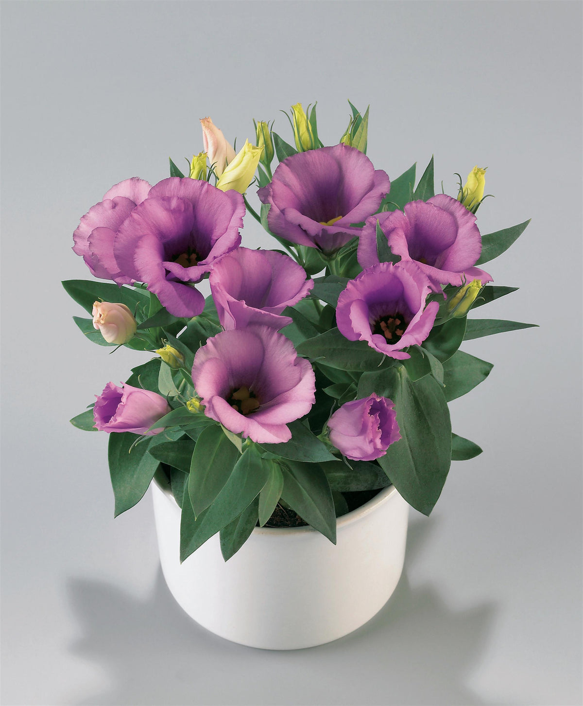 25 Pelleted Dwarf Lisianthus Seeds Carmen Lilac F1 Flower Seeds