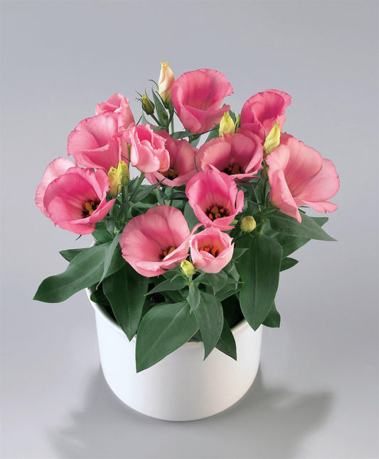 25 Pelleted Dwarf Lisianthus Seeds Carmen Rose F1 Flower Seeds