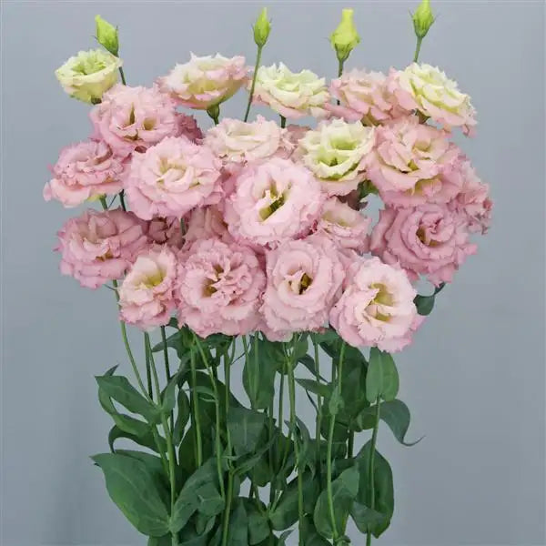 25 Pelleted Lisianthus Seeds Celeb 1 Aurora Pink Premium Double Cut Flower Seeds