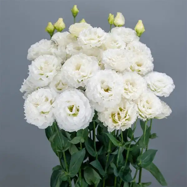 25 Pelleted Lisianthus Seeds Celeb 3 Crystal Double Cut Flower Seeds