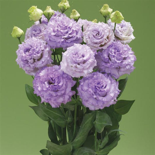 Corelli Sugoi 1 Light Lavender Lisianthus Seeds 25 Pelleted Cut Flower Seeds