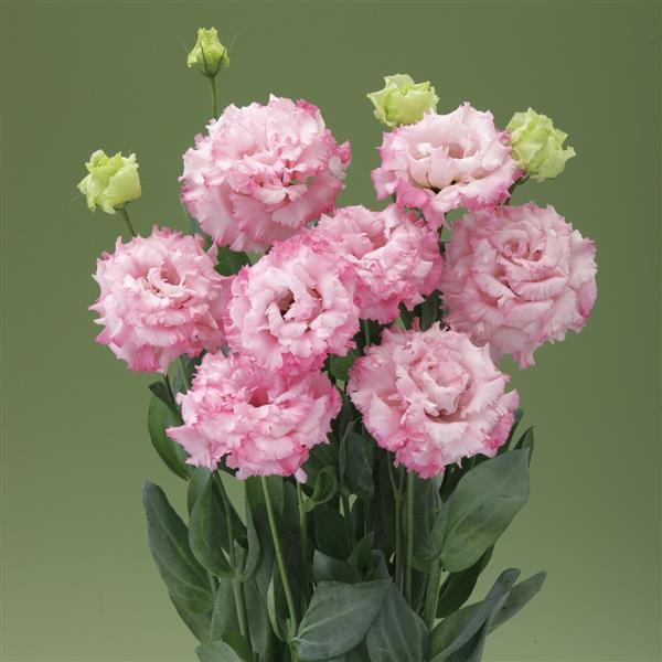Lisianthus Seeds Corelli Sugoi Deep Pink 25 Pelleted Seeds Cut Flower Seeds