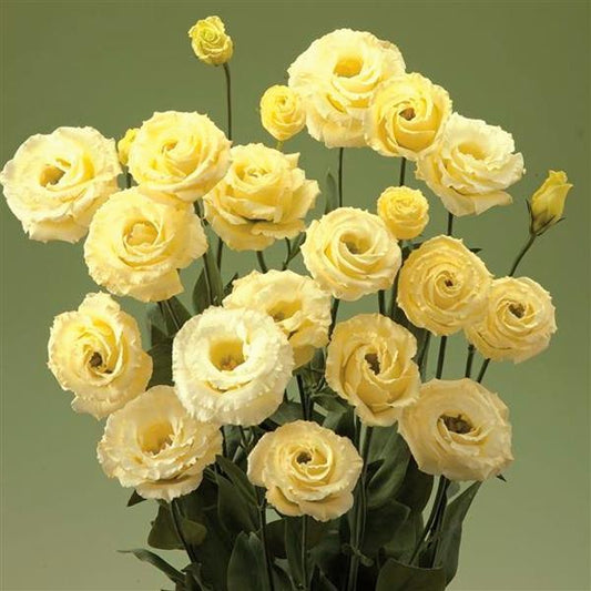 Lisianthus Seeds Corelli Yellow 25 Pelleted Seeds Cut Flower Seeds
