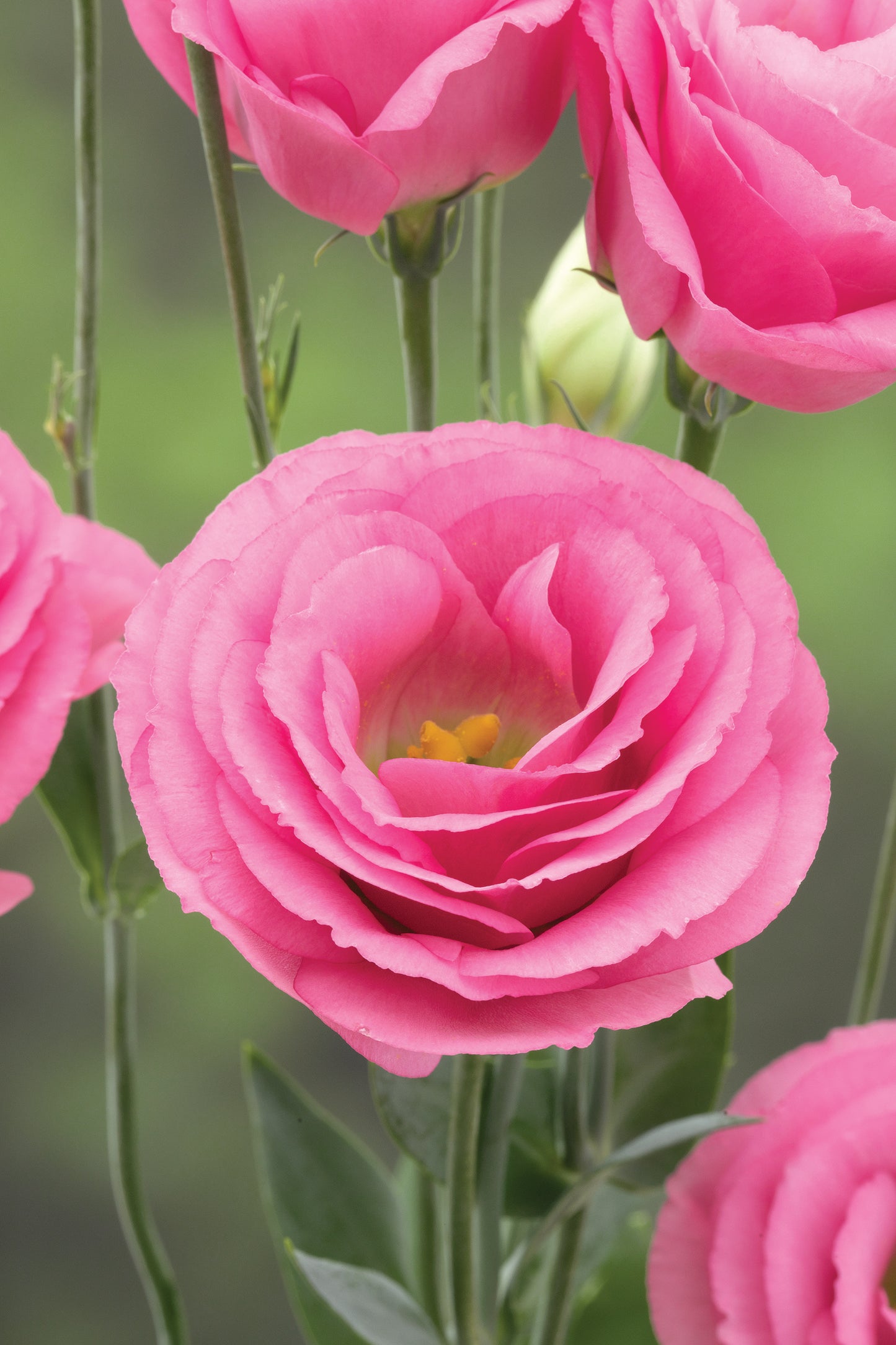 Croma 3 Pink Lisianthus Seeds – 25 Pelleted Cut Flower Seeds