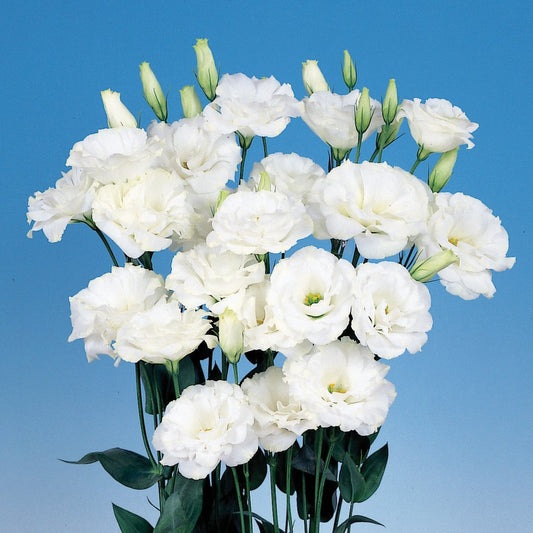 Lisianthus Seeds Echo® Pure White – 50 Pelleted Cut Flower Garden Seeds