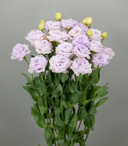 25 Pelleted Lisianthus Seeds Lisianthus Elegance 3 Pale Lavender