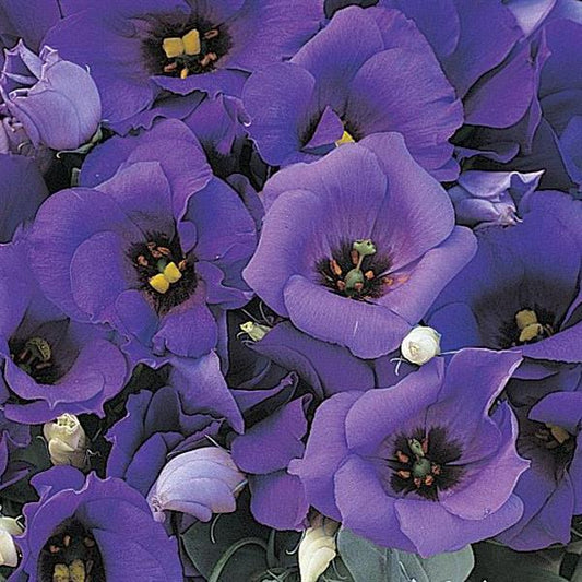 Florida Blue Lisianthus Seeds 50 Pelleted | Heat-Tolerant Garden Lisianthus