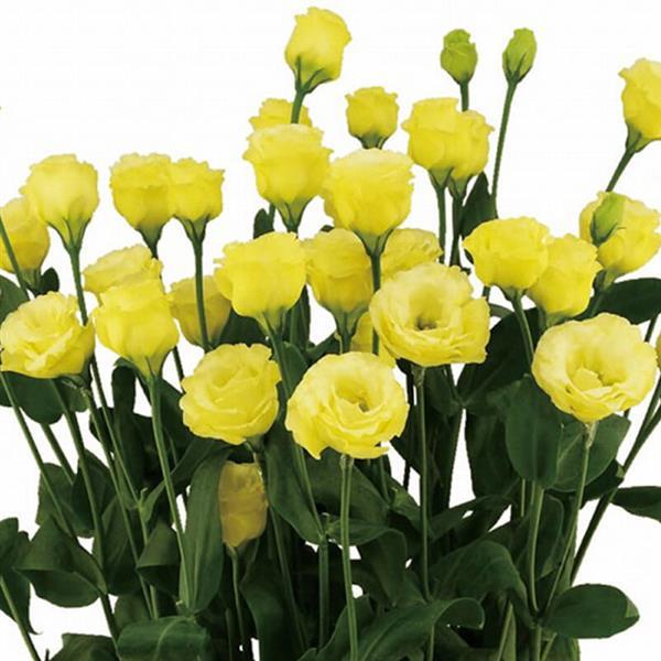 Cut Flower Seeds Lisianthus Seeds Little Summer 1 Gold — 25 Pelleted Seeds