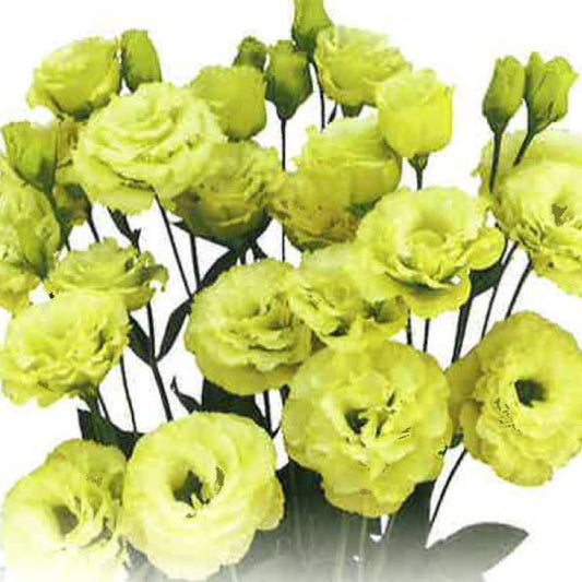 Megalo 1 Lime Lisianthus Seeds – 25 Pelleted | Premium Cut Flower Seeds