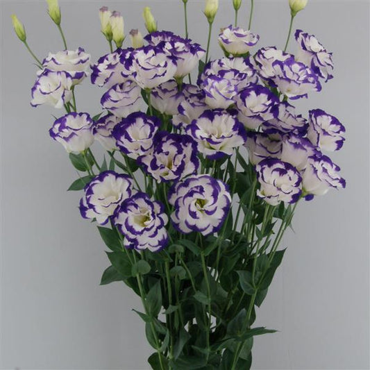 Megalo 3 Blue Picotee Lisianthus Seeds – 25 Pelleted Premium Cut Flower Seeds