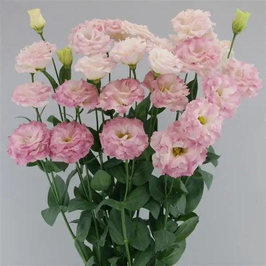 25 Pelleted Lisianthus Seeds Megalo 3 Pink Flash Double Cut Flower Seeds