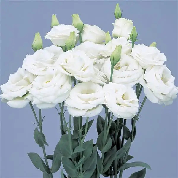 25 Pelleted Lisianthus Seeds Rosita 3 Pure White Double Cut Flower Seeds