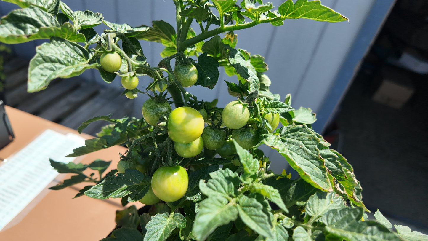 Tomato Seeds Tomato Little Bing 25 Seeds Grape Tomato