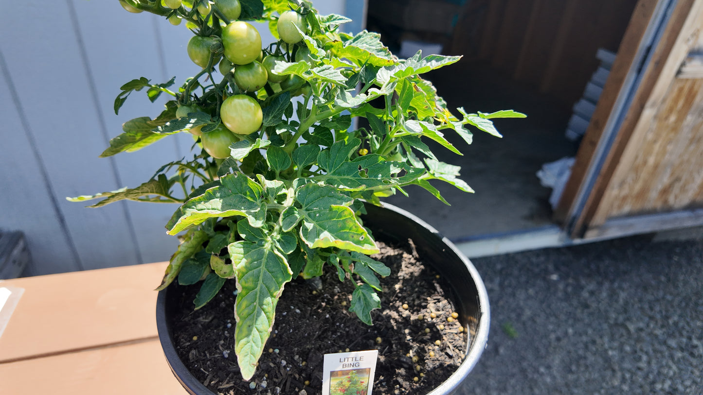 Tomato Seeds Tomato Little Bing 25 Seeds Grape Tomato