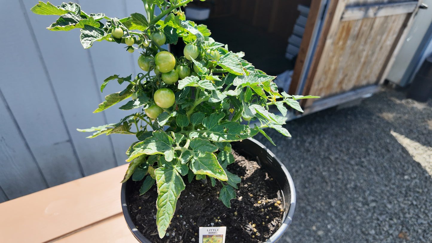 Tomato Seeds Tomato Little Bing 25 Seeds Grape Tomato
