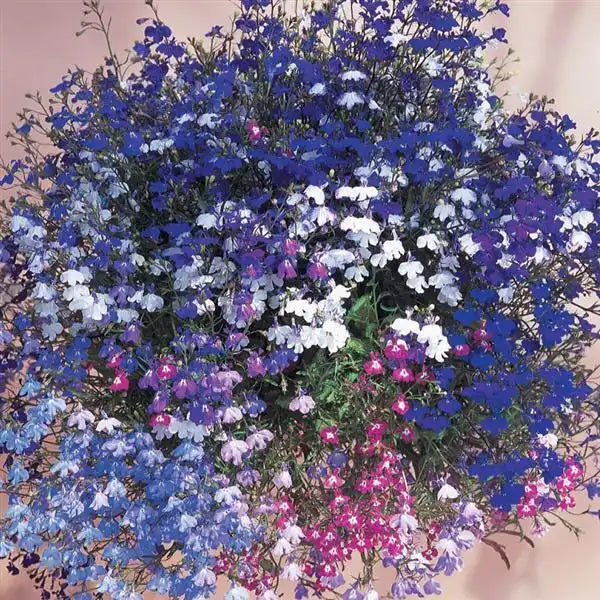 Colorful Patio Flower Garden Collection – 6-Variety Seed Bundle Kit