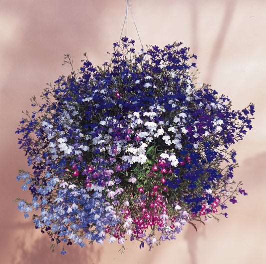 50 Lobelia Seeds Regatta Mixture | Trailing Hanging Basket Flowers