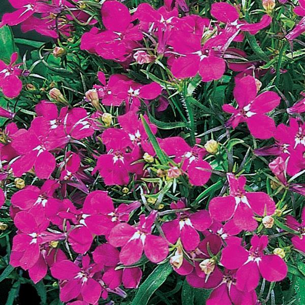 Riviera Rose Lobelia Seeds 50 Pelleted | Early Compact Spring Flowers
