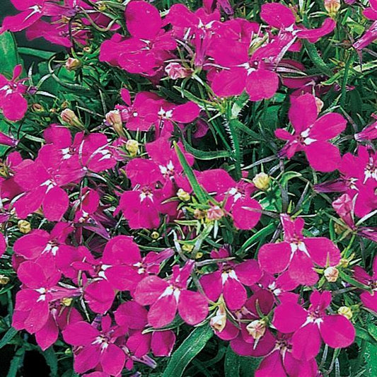 Riviera Rose Lobelia Seeds 50 Pelleted | Early Compact Spring Flowers