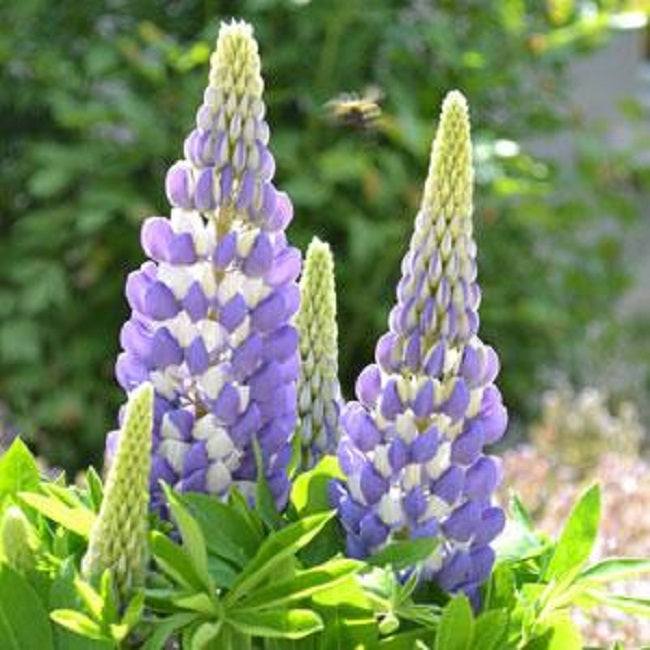 25 Lupine Seeds Lupine Gallery Mini Blue Bicolor