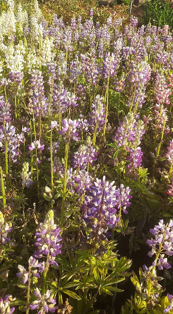 25 Lupine Seeds Lupine Gallery Mini Blue Bicolor