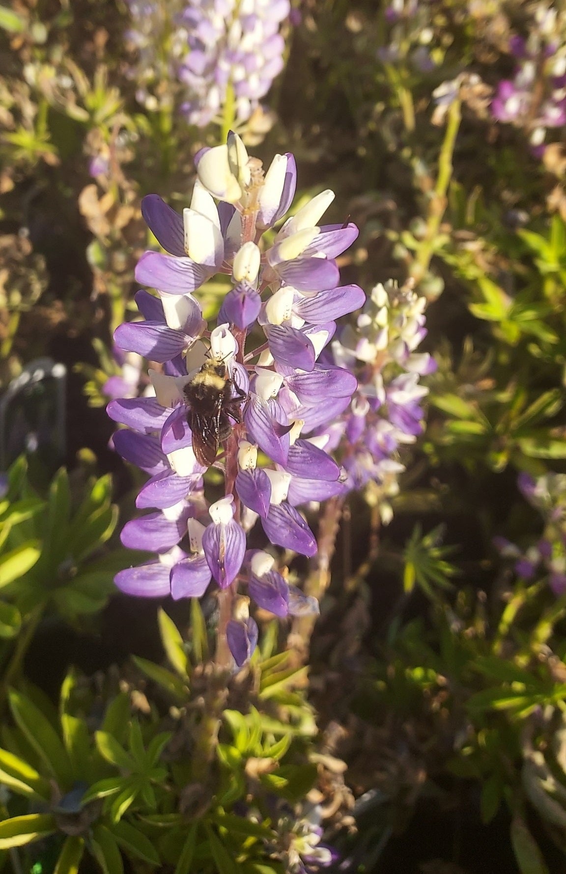 25 Lupine Seeds Lupine Gallery Mini Blue Bicolor