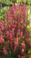Lupine Seeds Lupini Red 25 Seeds Perennial Seeds
