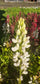 Lupine Seeds Lupini White 25 Seeds Perennial Seeds