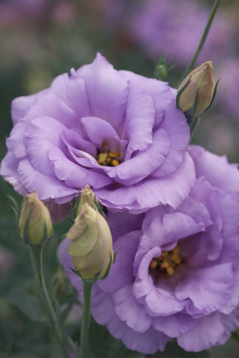 Mariachi Lavender Lisianthus Seeds 25 Pelleted Cut Flower Seeds