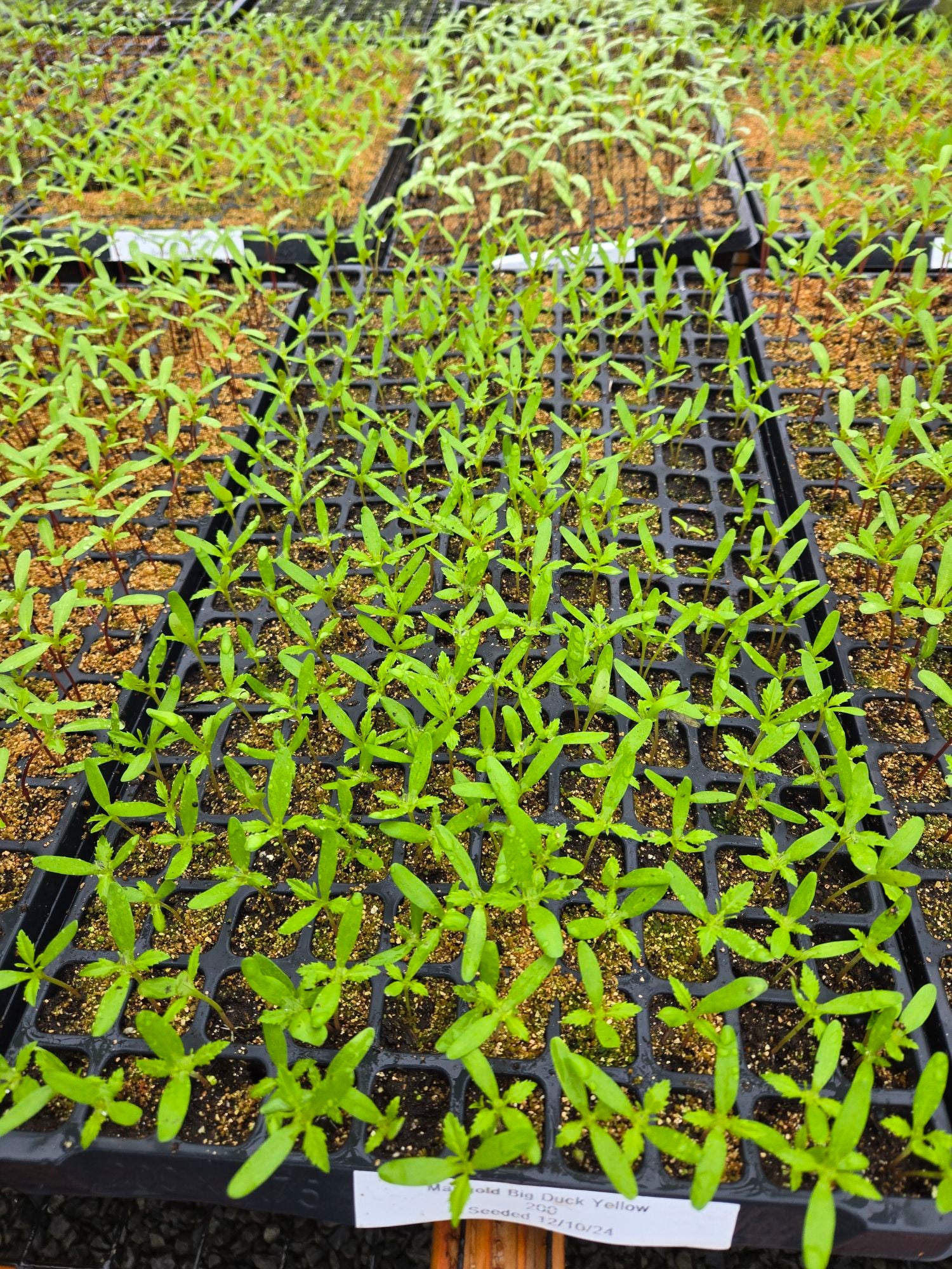 big duck marigold seeds Large Marigold Big Duck Yellow 25 Marigold Seeds