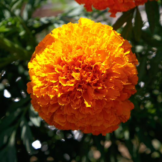 Coco Deep Orange African Marigold Seeds – 25 F1 Cut Flower Seeds