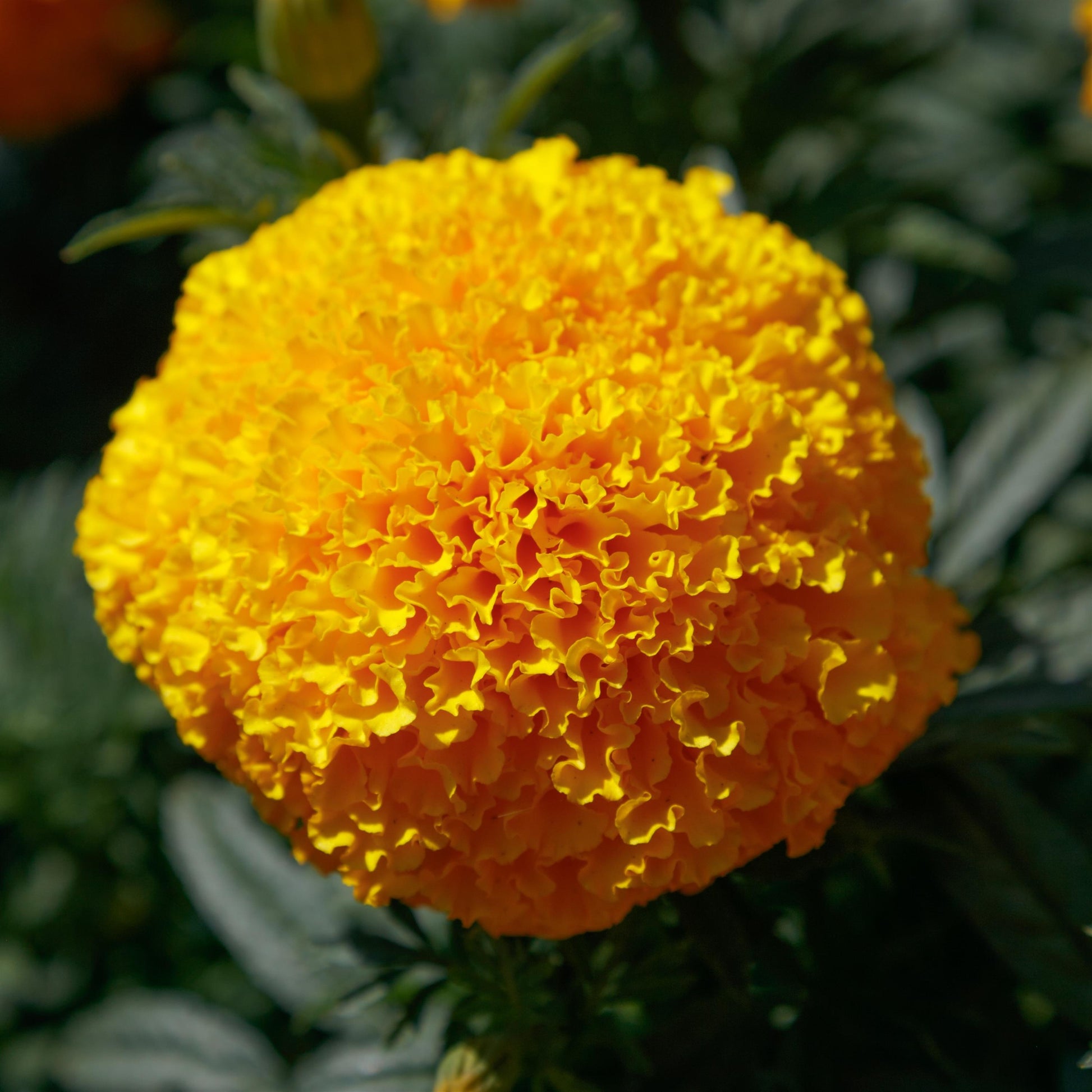 f1 flower seeds Coco Gold African Marigold Seeds – 25 F1 Cut Flower Seeds