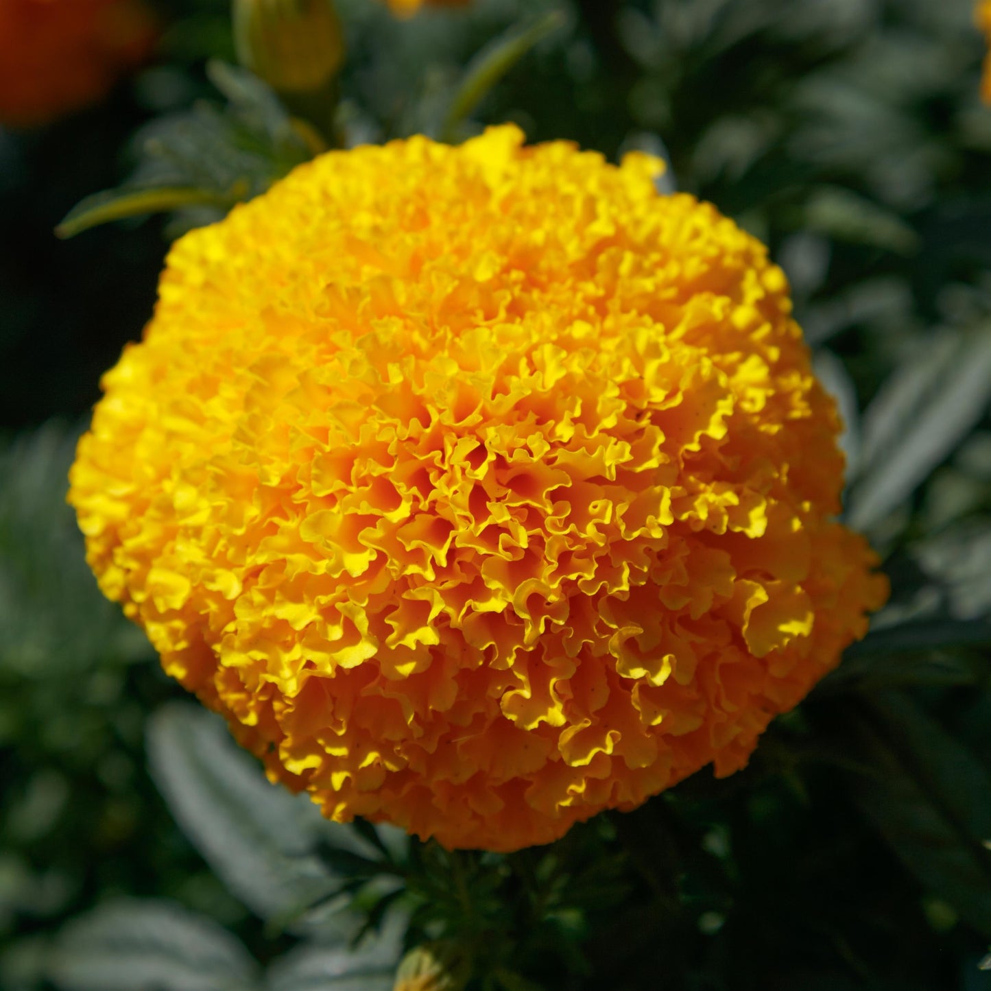 Coco Gold African Marigold Seeds – 25 F1 Cut Flower Seeds