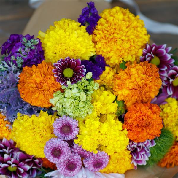 Coco Mix African Marigold Seeds – 25 F1 Cut Flower Seeds