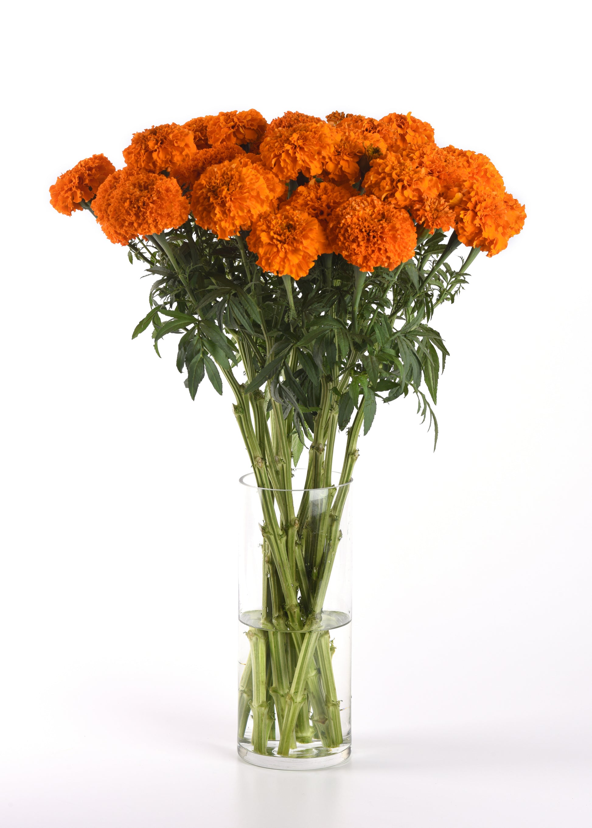 xochi marigold seeds 25 Marigold Seeds Marigold Xochi Orange Cut Flower