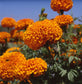 25 Marigold Seeds Marigold Xochi Orange Cut Flower