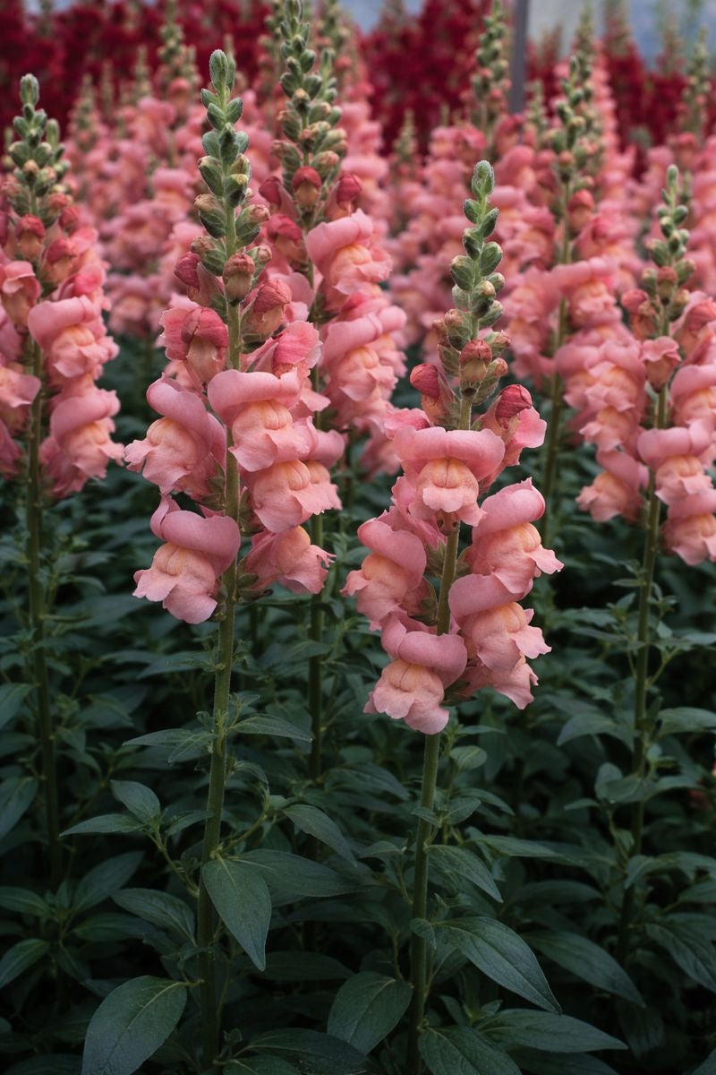 Pelleted Snapdragon Seeds – Maryland Lavender Group 2 F1 Hybrid | 50 Flower Seeds