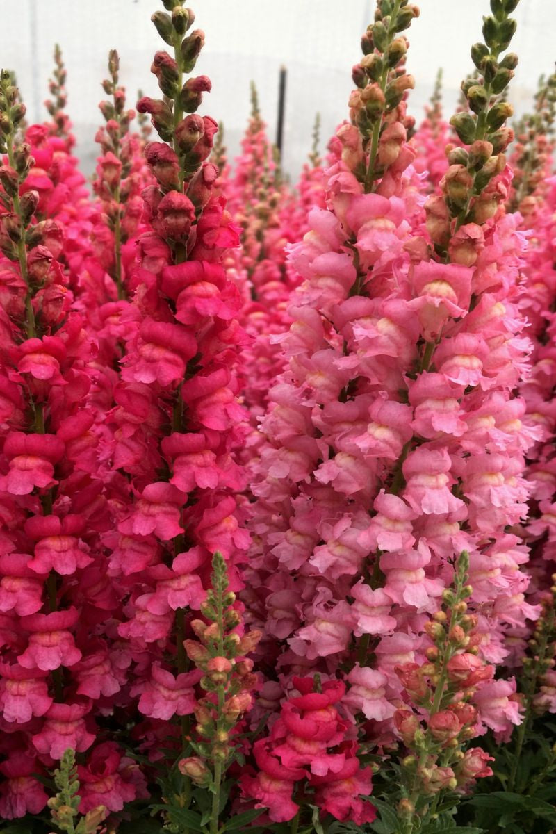 Pelleted Snapdragon Seeds – Maryland True Pink Group 2 F1 Hybrid | 50 Flower Seeds